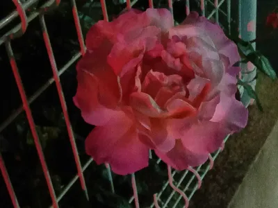 夜の主人公