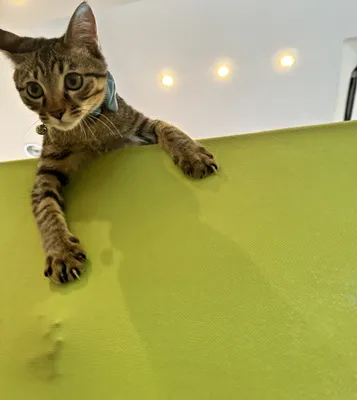 元気よく遊ぶ首輪の猫