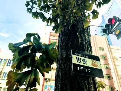 銀杏