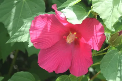 フヨウの花