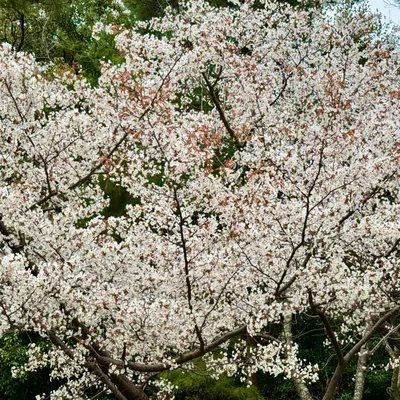 満開の桜と新緑のコントラスト