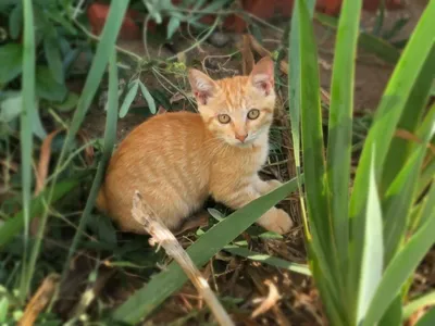 野良猫.猫島.楽園.子猫