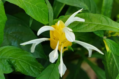 鮮やかな黄色のトーチジンジャーの花
