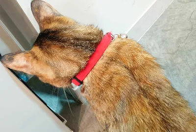 赤い首輪をつけた猫の後ろ姿