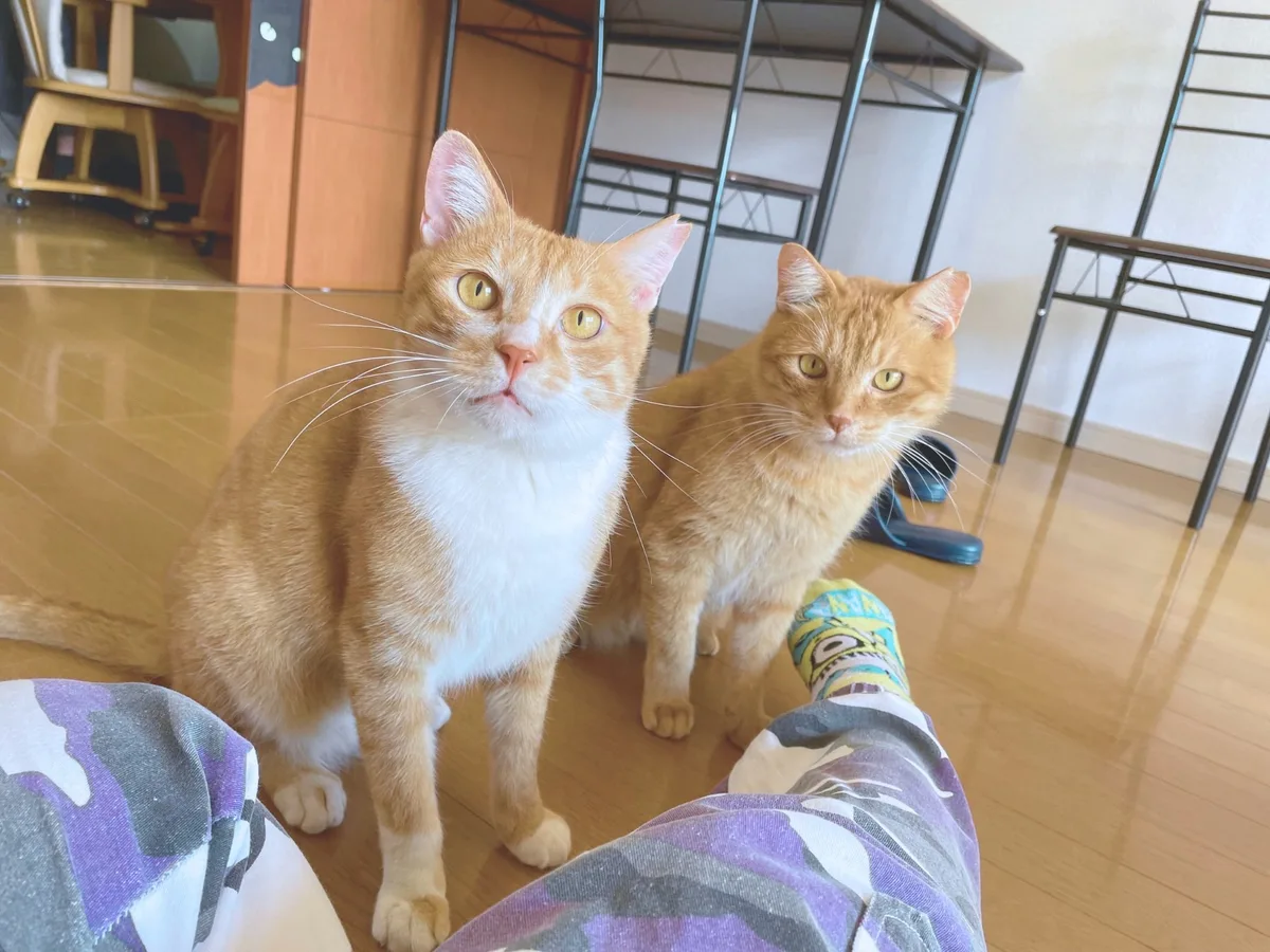 お利口さんにマテ
