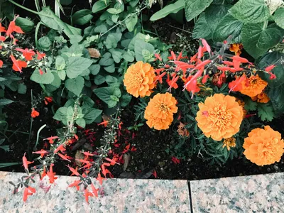 小倉駅12月の花壇