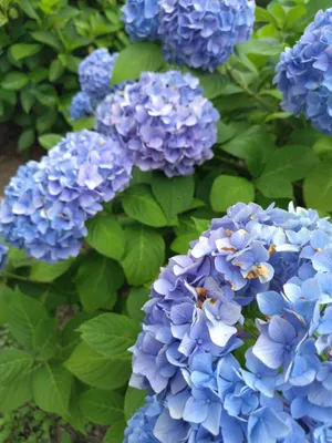 空の紫陽花