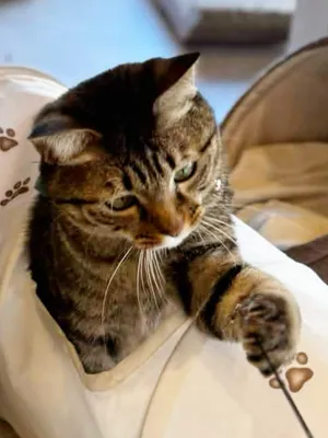 遊んでいる可愛いキジトラ猫