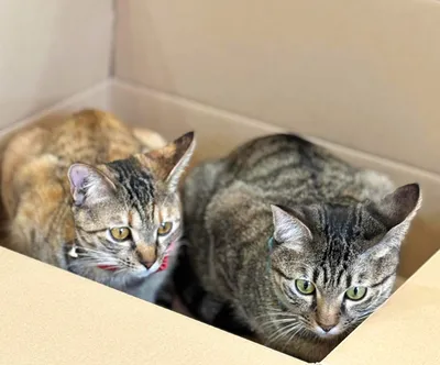 箱の中でくつろぐ2匹の猫