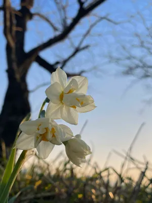 晴れやかな夕方と水冷の花