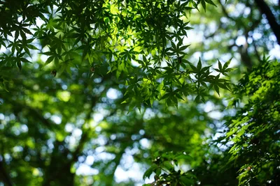 緑鮮やかな木漏れ日の美しい森