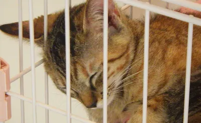 ケージで眠る愛らしい猫