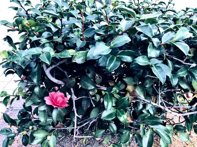 紅一点