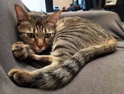 リラックスする猫の穏やかな午後