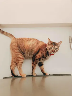キャビネットの中で探検する猫