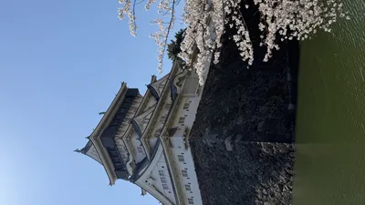 城と桜