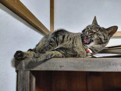 茶トラ猫完成