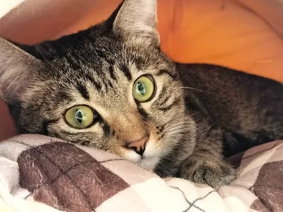 暖かい毛布でくつろぐ猫