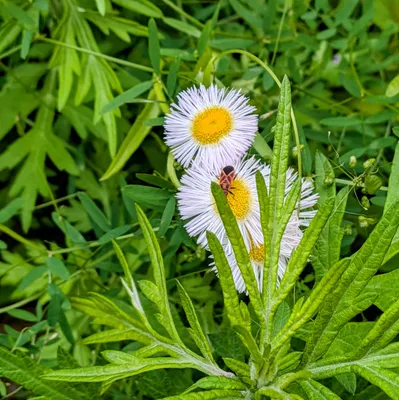 花の蜜を吸う蜂
