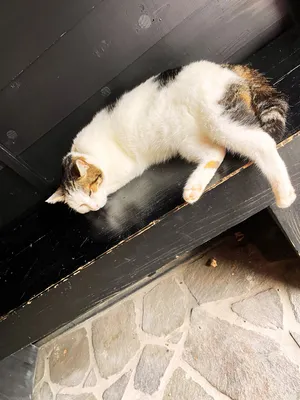 旅館の看板ネコ