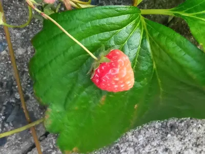 実りました!