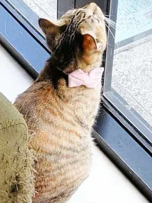 窓辺でくつろぐリボンの猫