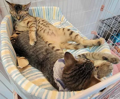 仲良く眠る二匹の猫