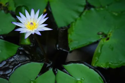 静かな池に咲く白い睡蓮の美
