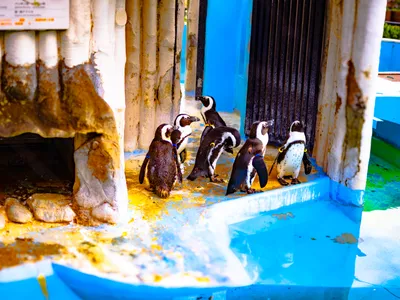 ペンギンたち
