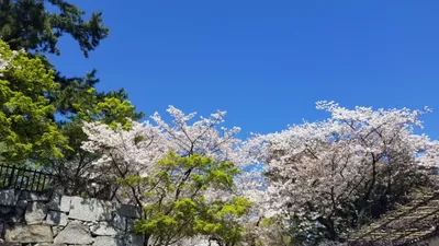 桜1