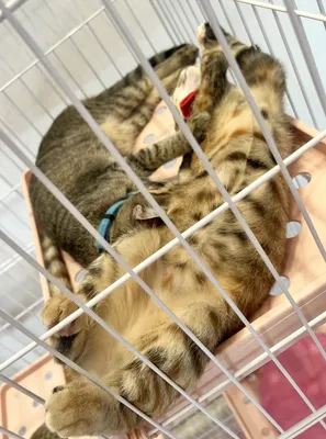ケージでくつろぐ2匹の子猫たち