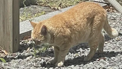 ねこ1