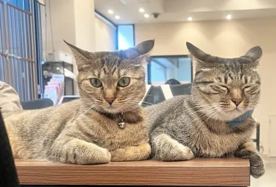 オフィスで休憩する2匹の猫