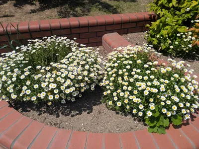 花壇の花