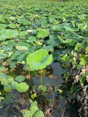 沢山の蓮根の葉