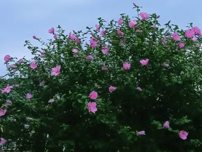 たくさん咲いてる