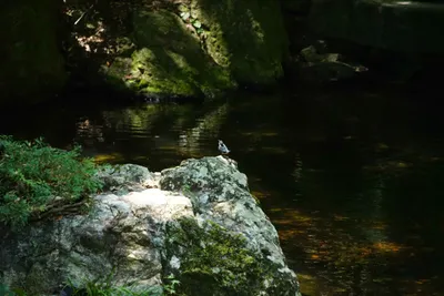 渓流の岩に立つ小鳥