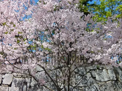 石垣と桜