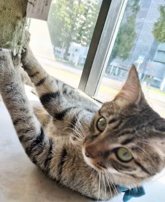 窓辺でくつろぐかわいい猫