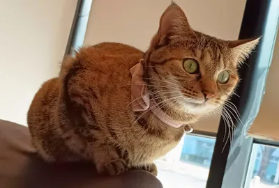 窓辺でくつろぐ飼い猫