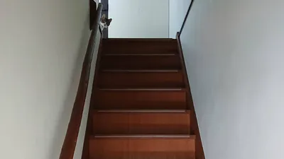 階段の上でひょっこりネコ