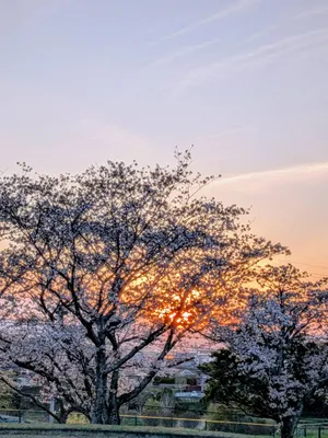 綺麗な夕焼けと桜
