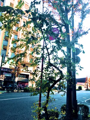幹が曲がった街路樹と白い空