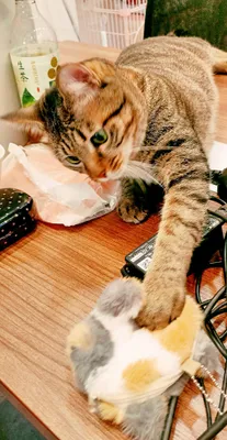 魅惑の猫、遊び心あふれるひととき