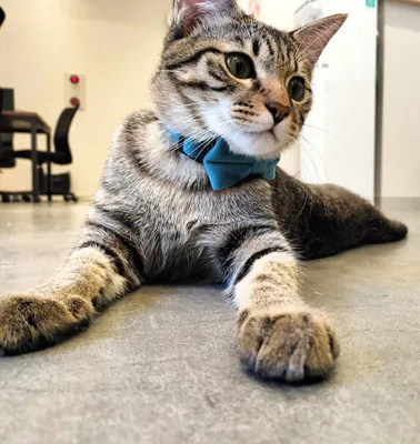 青い蝶ネクタイの可愛い猫