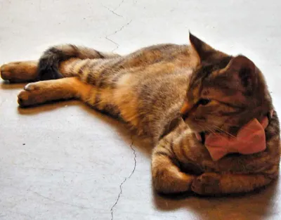 ピンクの蝶ネクタイでくつろぐ猫
