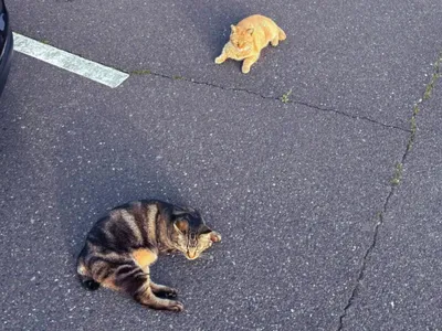 ２匹の猫