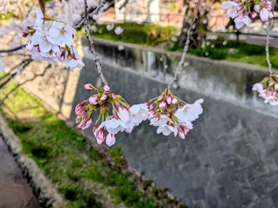 垂れた桜