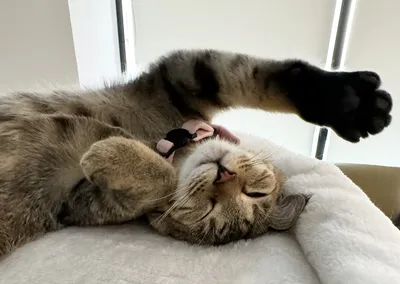 リラックスするグレーの猫の昼寝