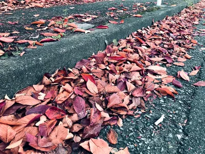 散っても赤